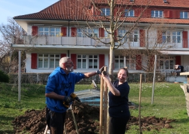 Cristiana assistiert Hebi, beim Bau des Gerüsts für die Winterlinde.